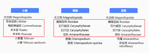 蛋白含量比鸡蛋高 膳食纤维比燕麦更优秀！这种食材被严重忽视了