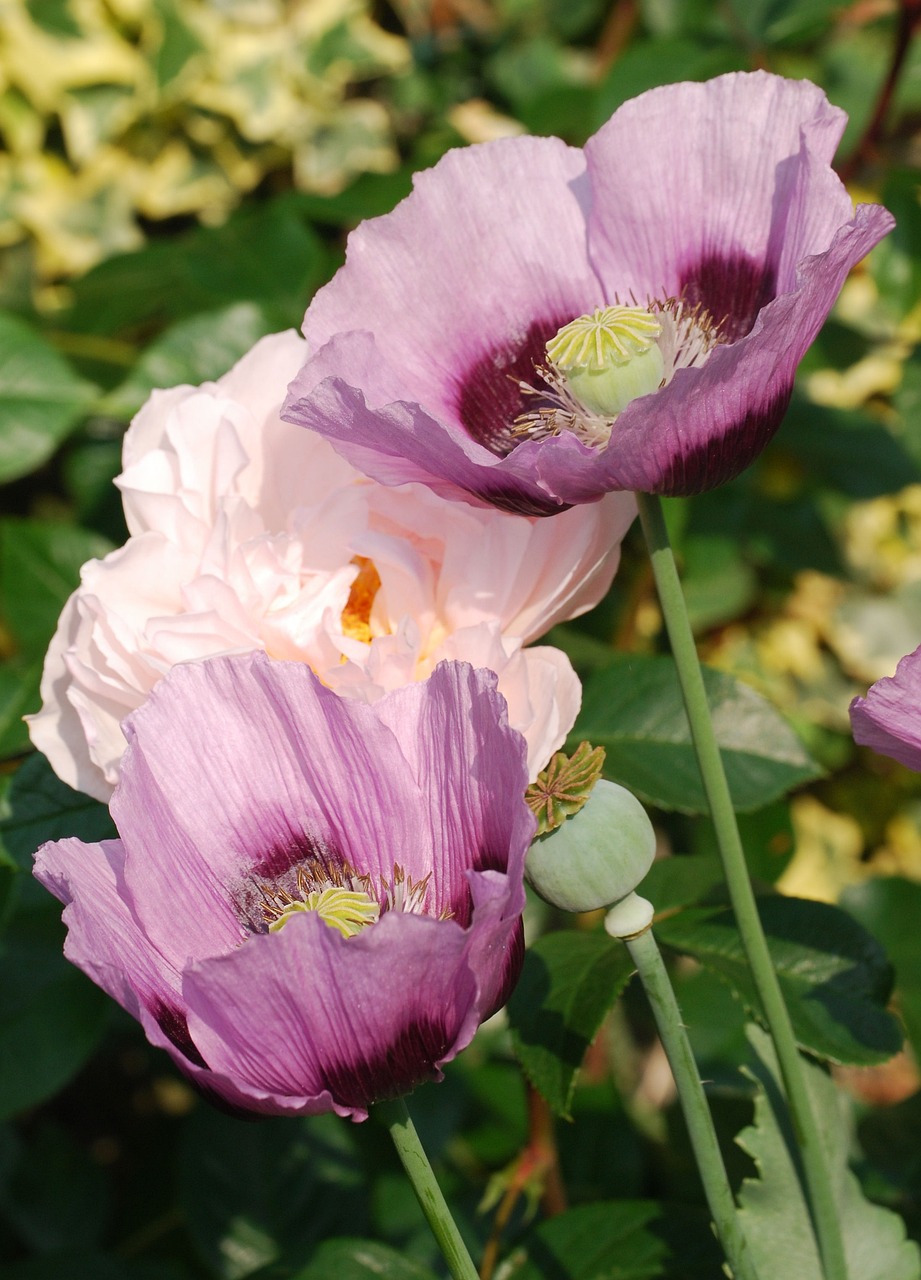 省农科院花卉种子经销部——引领花卉种子市场的新篇章省农科院花卉所